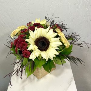 white sunflowers, burgundy button poms, cream cushion mums, and burgundy hypericum in a gold cube