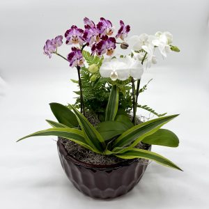 Mini Orchid Bowl