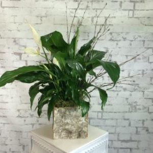 Peace Lily