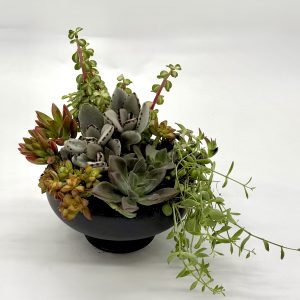 Succulent Garden