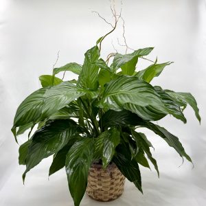 Peace Lily