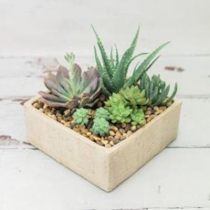 Succulent Garden